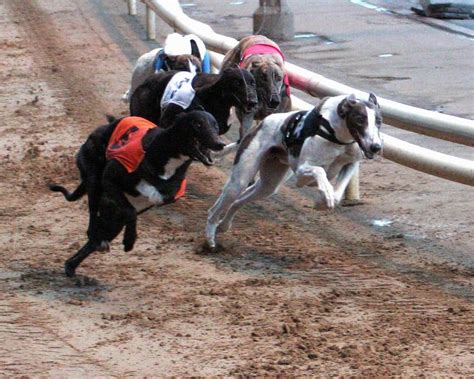 racing post greyhounds.